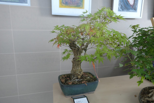 2019 - Aqua Silesia - Wydarzenia - Zdjęcie 34 - Wystawa drzew bonsai.JPG