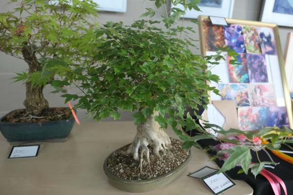 2019 - Aqua Silesia - Wydarzenia - Zdjęcie 35 - Wystawa drzew bonsai.JPG
