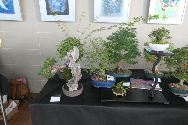 2019 - Aqua Silesia - Wydarzenia - Zdjęcie 36 - Wystawa drzew bonsai.JPG