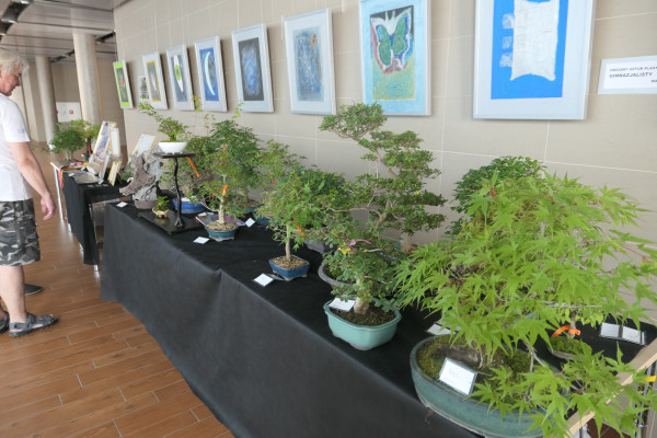 2019 - Aqua Silesia - Wydarzenia - Zdjęcie 38 - Wystawa drzew bonsai.JPG