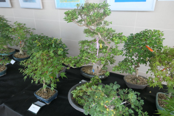 2019 - Aqua Silesia - Wydarzenia - Zdjęcie 39 - Wystawa drzew bonsai.JPG