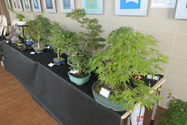 2019 - Aqua Silesia - Wydarzenia - Zdjęcie 40 - Wystawa drzew bonsai.JPG