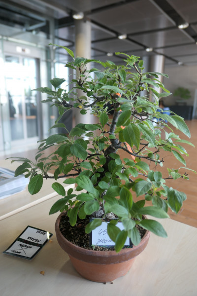 2019 - Aqua Silesia - Wydarzenia - Zdjęcie 41 - Wystawa drzew bonsai.JPG