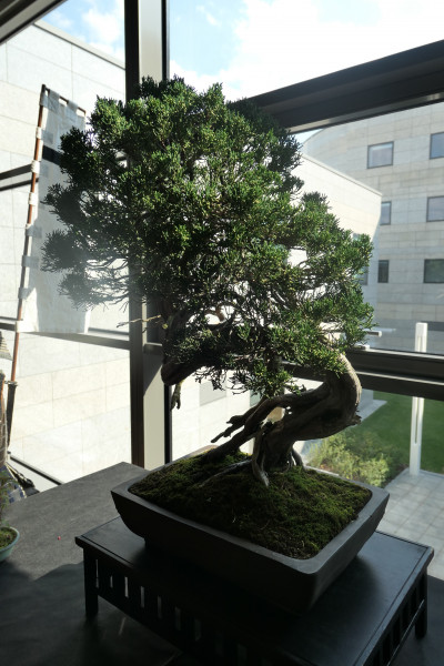 2019 - Aqua Silesia - Wydarzenia - Zdjęcie 42 - Wystawa drzew bonsai.JPG
