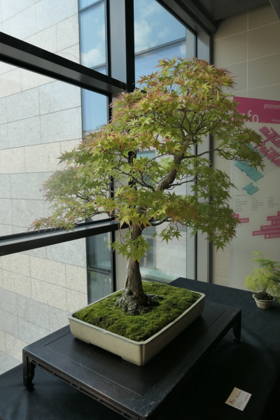 2019 - Aqua Silesia - Wydarzenia - Zdjęcie 43 - Wystawa drzew bonsai.JPG