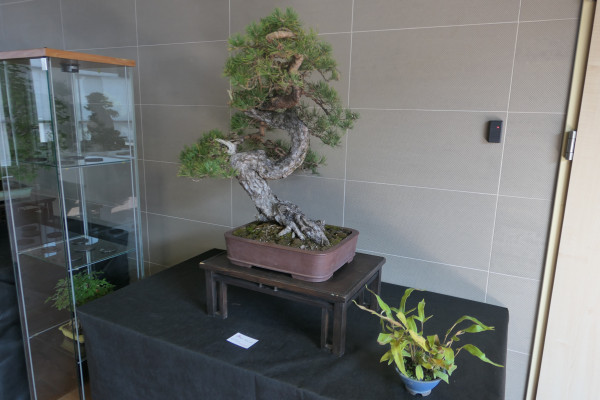 2019 - Aqua Silesia - Wydarzenia - Zdjęcie 47 - Wystawa drzew bonsai.JPG