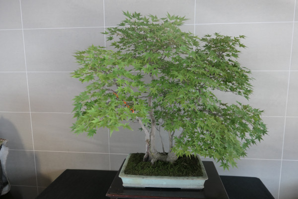 2019 - Aqua Silesia - Wydarzenia - Zdjęcie 48 - Wystawa drzew bonsai.JPG