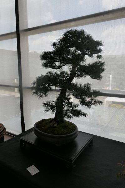 2019 - Aqua Silesia - Wydarzenia - Zdjęcie 51 - Wystawa drzew bonsai.JPG