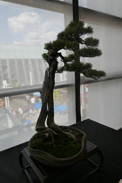 2019 - Aqua Silesia - Wydarzenia - Zdjęcie 52 - Wystawa drzew bonsai.JPG