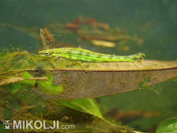 Mikolji-Green-Dartfish-Ammocryptocharax-elegans-Amazonas-Picture-041.jpg