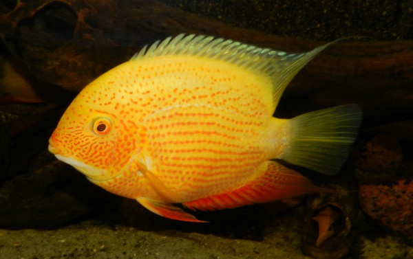 severum 11.jpg