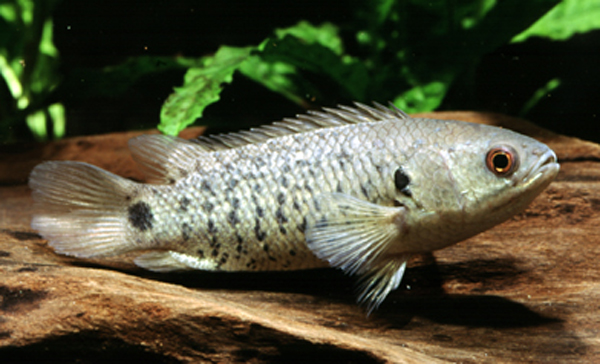 Anabas testudineus - FishBase.jpg