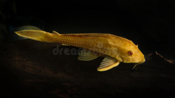 albino-bristlenose-gold-ancistrus-dolichopterus-plecostomus-194747373.jpg