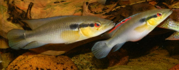 crenicichla 4.jpg