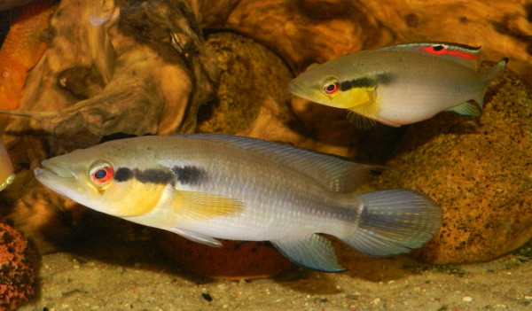 crenicichla 5.jpg