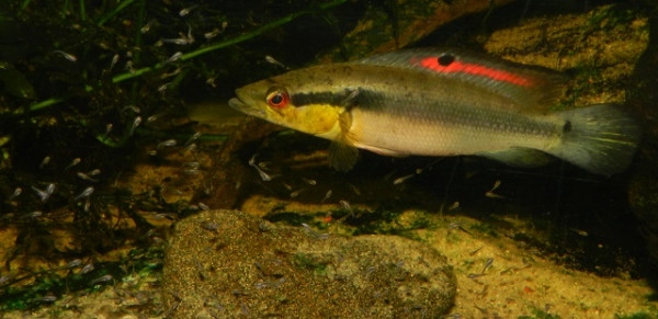 crenicichla 26.jpg