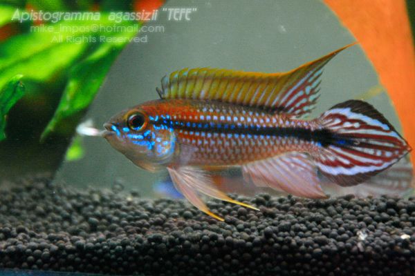 Apistogramma agassizii.jpg