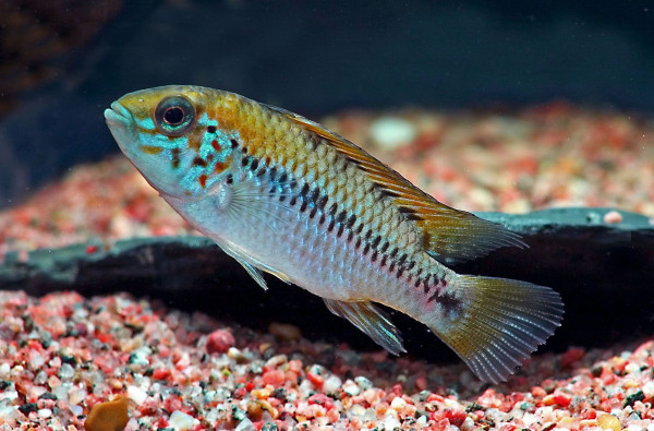 Apistogramma alacrina.jpg