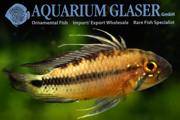 apistogramma-atahualpa1.jpg