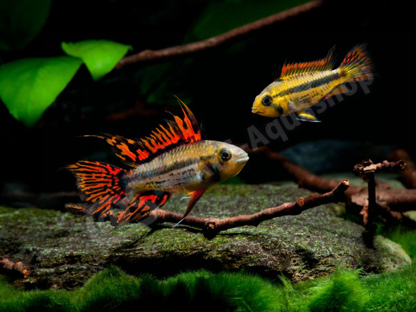 apistogramma_cacatuoides_enrico_richter_0311-7.jpg