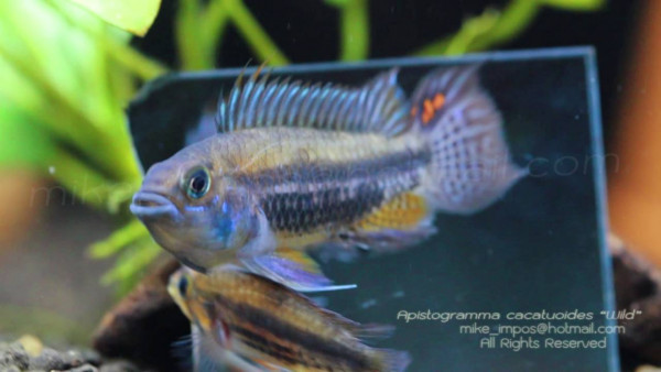 Apistogramma cacatuoides.jpg