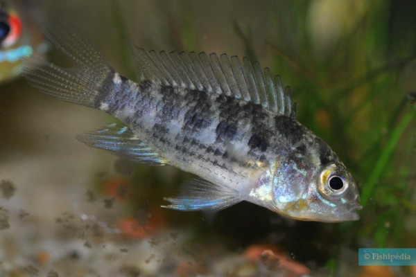 Apistogramma-commbrae-Pantanal-2-725x483.jpg