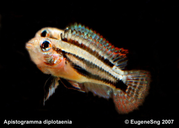 Apistogramma diplotaenia.jpg