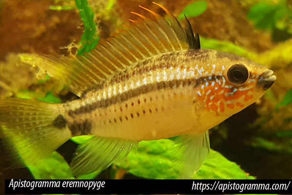 apistogramma_eremnopyge2.jpg