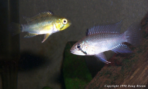 Apistogramma geisleri.jpg