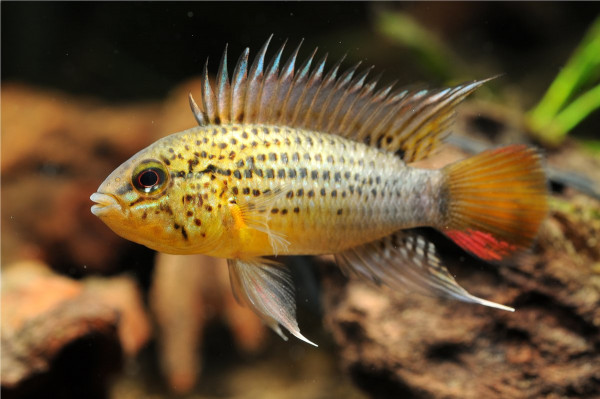 Apistogramma guttata.jpg