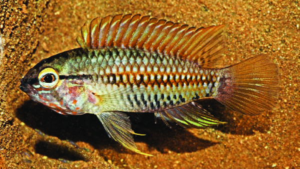 Apistogramma-helkeri-sp-n-shortly-after-capture-in-a.png