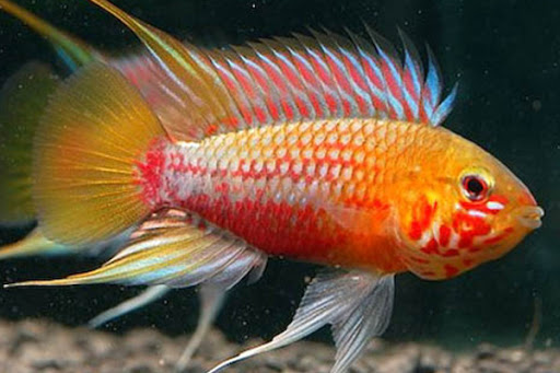 Apistogramma hongsloi,.jpg