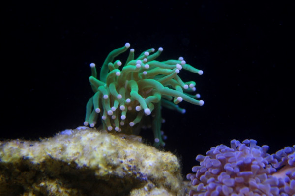 euphyllia glabrescens.JPG