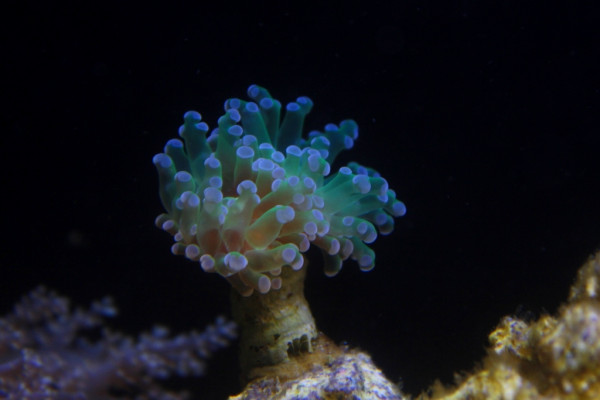 euphyllia paradivisa.JPG