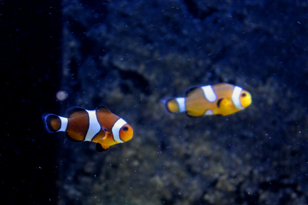 Amphiprion ocellaris classic.JPG