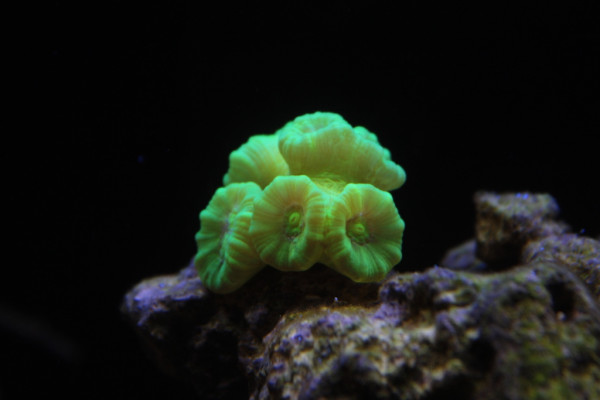 Caulastrea fluo.JPG