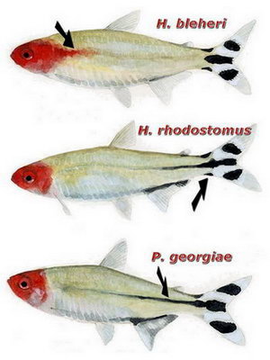 f-rodostomus1.jpg