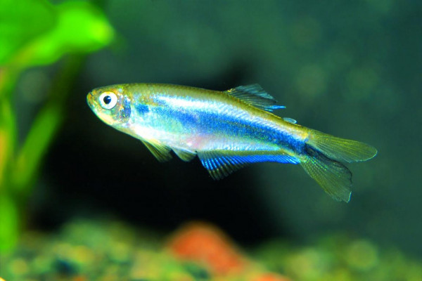 Mimagoniates microlepis.jpg