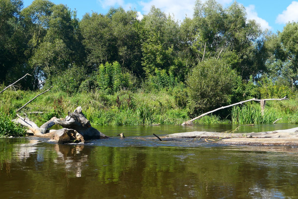 V Akwarystyczny Spływ Kajakowy - Zdjęcie 10.JPG