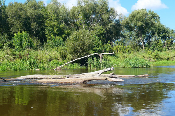 V Akwarystyczny Spływ Kajakowy - Zdjęcie 11.JPG