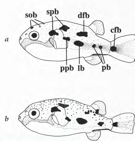 Carinotetraodon-imitator-schematic-drawing-of-colour-pattern-in-a-male-b-female.png