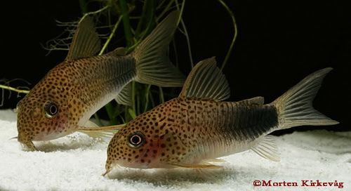 Corydoras similis.jpg