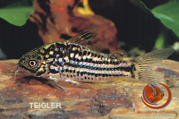 Corydoras-napoensis.jpg