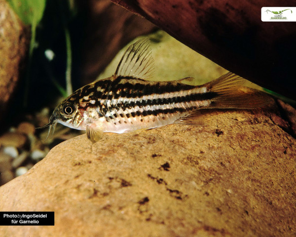 Corydoras-nanus-Pic1.jpg