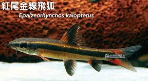 Epalzeorhynchos kalopterus.jpg