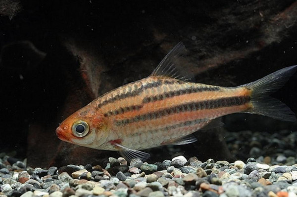 desmopuntius-trifasciatus.jpg