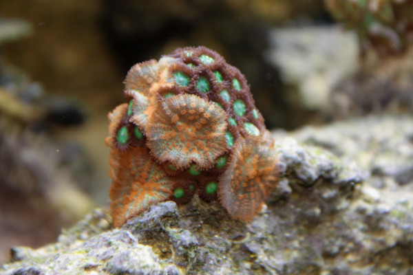 Rhodactis orange + zoa 2.JPG