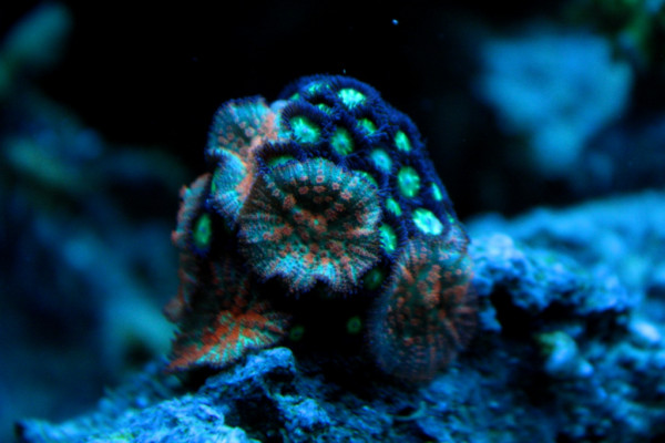 Rhodactis orange + zoa.JPG