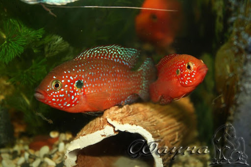 Hemichromis lifalili.jpg