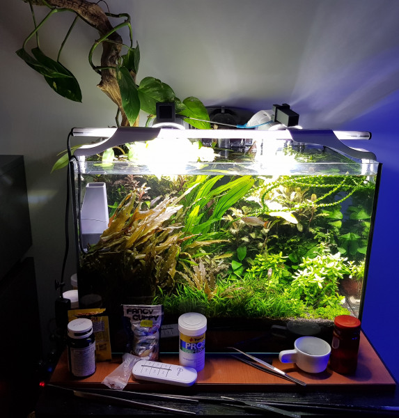 20211122_205209.jpg (1.56 MiB) Przejrzano 14278 razy Obecne akwarium